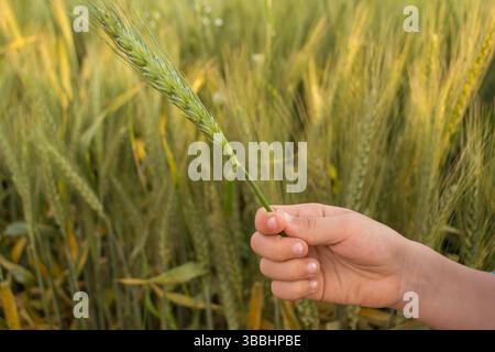 Mano che esamina i cereali di grano dorato in un campo illuminato dal sole Foto Stock
