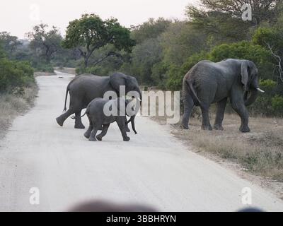 Baby Elephant che viene allevato dall'altra parte della strada Foto Stock