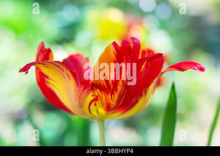 Primo piano di un tulipano giallo-arancio della varietà pappagallo, su uno sfondo naturale sfocato. Vista laterale, profondità di campo ridotta Foto Stock
