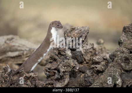 Comune Weasel (Mustela nivalis) primo piano sul tronco di alberi, Castiglia-la Mancha, Spagna, Europa Foto Stock