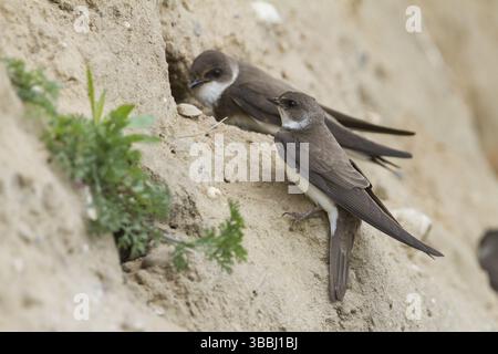 Common Sand Martin - Uferschwalbe - Riparia riparia ssp. riparia, Germania, adulti, Europa Foto Stock