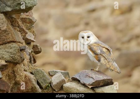Gufo di fienile, Tyto alba, con belle ali, atterraggio su muro di pietra, uccello leggero che vola nel vecchio castello, animale nell'habitat urbano. Scena faunistica da nat Foto Stock