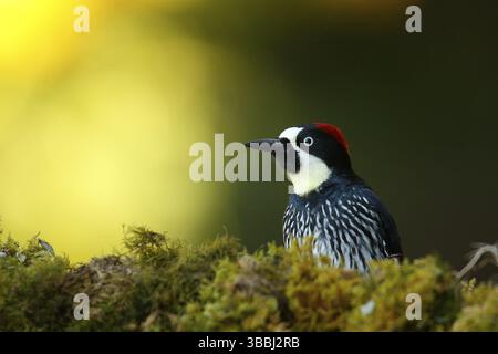 Acorn Woodpecker (Melanerpes formicivorus) femmina, Costa Rica, America centrale Foto Stock
