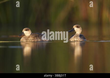 Anatra marmorizzata (Marmaronetta angustirostris), Castiglia-la Mancha, Spagna, Europa Foto Stock
