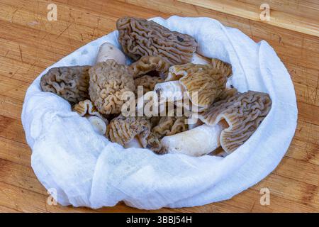 Verpa bohemica appena raccolta dalla foresta, un gustoso fungo primaverile (berretto a ditale rugoso o morel precoce) su tavola di legno, in un batuffolo di cotone bianco Foto Stock