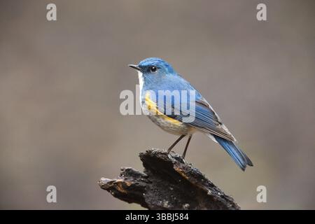 Himalayan Bluetail (Tarsiger rufilatus) maschio, Yunnan, Cina, Asia Foto Stock
