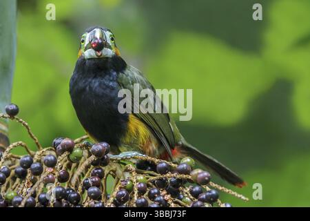 Toucanet (Selenidera maculirostris) a base di palme nella foresta pluviale atlantica del sud-est del Brasile Foto Stock
