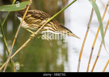 Little Bittern (Ixobrychus minutus) Foraging giovanile, Turingia, Germania, Europa Foto Stock
