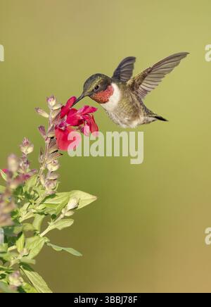 Colibrì dalla gola rubina (Archilochus colubris) maschio che vola mentre si nutre di nettare di fiori, Texas, USA, Nord America Foto Stock
