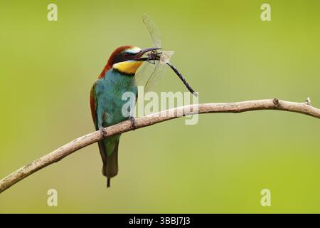 European Bee-Eater, Merops apiaster, bellissimo uccello seduto sul ramo con la libellula nel disegno di legge, scena d'azione nell'habitat naturale, Bulgaria. An Foto Stock
