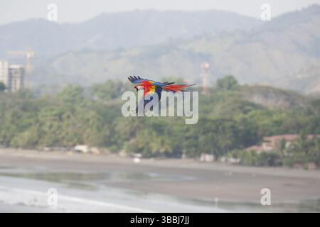 Scarlet Macaw vola sullo sfondo di un dilagante sviluppo a Jaco Beach Foto Stock