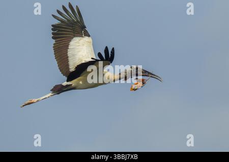 Wood Stork Mycteria americana San Blas, Nayarit, Messico 7 giugno adulti in volo che trasportano materiale di nidificazione. Ciconiidae Foto Stock