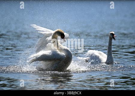Essen, Germania. 16 maggio 2025. Uno swan sbatte le ali sul lago Baldeney. Rimarrà caldo nella Renania settentrionale-Vestfalia verso la fine della settimana. La domenica, le nuvole aumenteranno e ci saranno docce a pioggia sparse. Crediti: Federico Gambarini/dpa/Alamy Live News Foto Stock