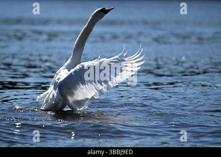 Essen, Germania. 16 maggio 2025. Uno swan sbatte le ali sul lago Baldeney. Rimarrà caldo nella Renania settentrionale-Vestfalia verso la fine della settimana. La domenica, le nuvole aumenteranno e ci saranno docce a pioggia sparse. Crediti: Federico Gambarini/dpa/Alamy Live News Foto Stock