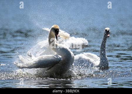Essen, Germania. 16 maggio 2025. Uno swan sbatte le ali sul lago Baldeney. Rimarrà caldo nella Renania settentrionale-Vestfalia verso la fine della settimana. La domenica, le nuvole aumenteranno e ci saranno docce a pioggia sparse. Crediti: Federico Gambarini/dpa/Alamy Live News Foto Stock