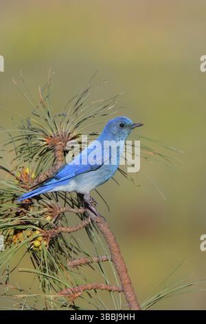 Mountain Bluebird Sialia currucoides Big Lake, Apache County, Arizona, Stati Uniti 20 giugno adulto maschio su Ponderosa Pine (Pinus ponderosa). Turdidae Foto Stock