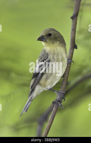 Minore Goldfinch (Spinus psaltria) femmina, Arizona, Stati Uniti, Nord America Foto Stock