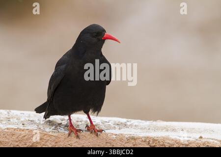 Pasta a becco rosso - Alpenkraehe - Pyrrhocorax parrhocorax ssp. barbarus, Marocco, adulti, Africa Foto Stock
