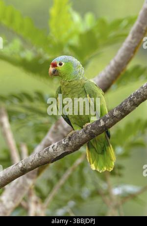 Pappagallo dalla fronte rossa (Poicephalus gulielmi) al Laguna Lagarto Lodge vicino a Boca Tapada, Costa Rica, America centrale Foto Stock
