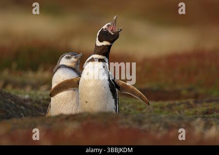 Due uccelli nel buco del suolo di nidificazione, bambino con madre, pinguino magellanico, Spheniscus magellanicus, stagione di nidificazione, Animali nell'habitat naturale, Ar Foto Stock