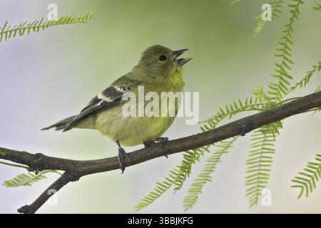 Minore Goldfinch (Spinus psaltria) femmina, Arizona, Stati Uniti, Nord America Foto Stock