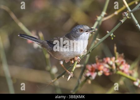 Parula sarda (Sylvia melanocephala) femmina arroccata su un ramo, Eilat, Israele, Asia Foto Stock