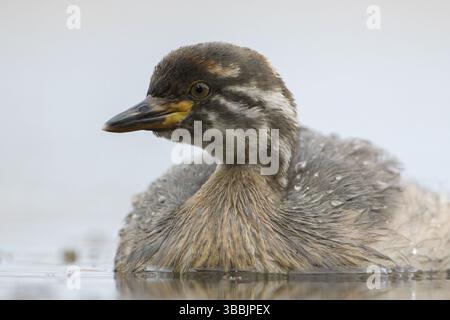 Australasian Grebe (Tachybaptus novaehollandiae) Young, Victoria, Australia, Oceania Foto Stock