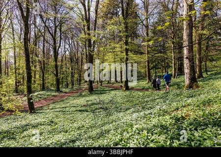 Persone che camminano lungo il sentiero attraverso il bosco con aglio selvatico, Allium ursinum, Castell Coch, Cardiff, Galles, REGNO UNITO Foto Stock