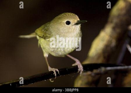 Scrubwren (Sericornis magnirostra), Queensland, Australia, Oceania Foto Stock