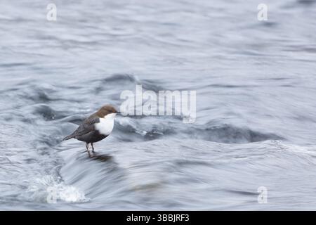 White-throated Dipper (Cinclus cinclus), Finlandia, Europa Foto Stock