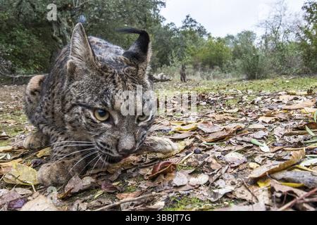 Lince iberica, Lynx pardinus Foto Stock