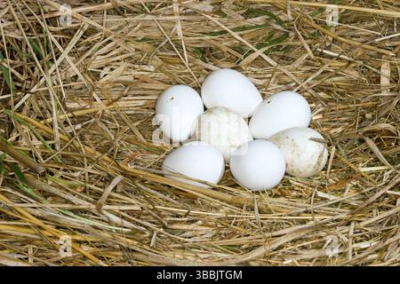 Northern Bobwhite Colinus virginianus Minneapolis, Minnesota, Stati Uniti 8 giugno uova in nido con due che iniziano a pascolare (schiusa). Phasianidae Foto Stock
