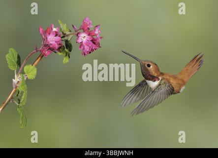 Rufous Hummingbird (Selasphorus rufus) maschio, Columbia Britannica, Canada, Nord America Foto Stock