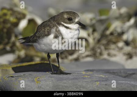 Plover a due bande (Charadrius falklandicus), Isole Falkland, Sud America Foto Stock