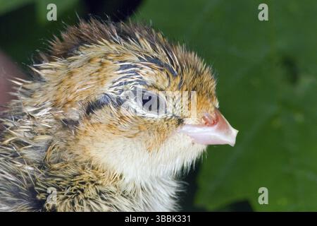Northern Bobwhite Colinus virginianus Minneapolis, Minnesota, Stati Uniti 8 giugno Immatura appena schiusa con un dente d'uovo ancora attaccato a Bill. Phasia Foto Stock