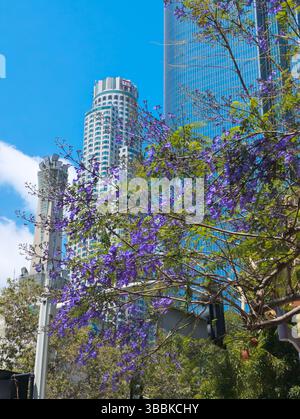 Los Angeles, CA - 14 maggio 2025: Skyline di Los Angeles con alberi di Jacaranda in primo piano Foto Stock