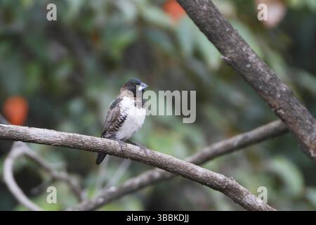 Bronze Mannikin, Spermestes cucucullatus Foto Stock