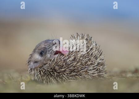 European Hedgehog (Erinaceus europaeus) giovane sdraiato sulla schiena leccato i suoi picchi, Spagna, Europa Foto Stock