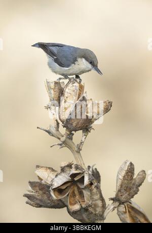 Pygmy Nuthatch (Sitta pygmaea), Colorado, Stati Uniti, Nord America Foto Stock