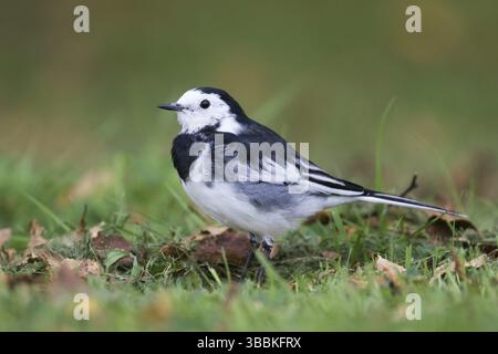 Pied Wagtail - Trauerbachstelze - Motacilla alba ssp. Yarelli, Gran Bretagna Foto Stock