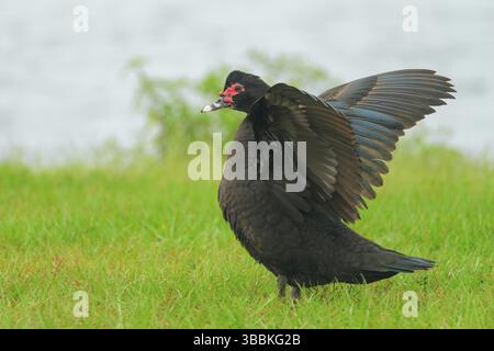 Muscovy Duck (Cairina moschata) che battono le ali, Florida, Stati Uniti, Nord America Foto Stock