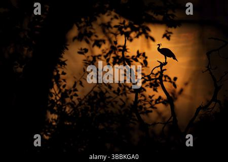 Uccello, tramonto arancione. Indian Peafoul, uccello mostra corteggiamento in finestra albero, Ratnhamore rovina, India. Danza di accoppiamento degli uccelli. Peafowl indiano, Pavo critico Foto Stock