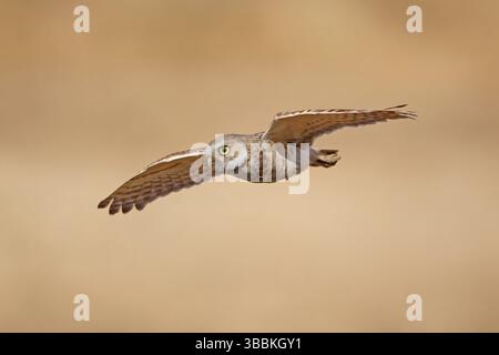 Burrowing Owl (Athene cunicularia) Flying, California, USA, Nord America Foto Stock