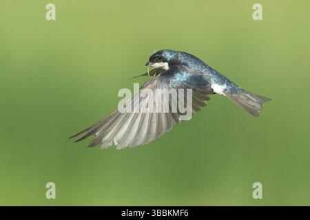 Tree Swallow (Tachycineta bicolor) Flying, Colorado, USA, Nord America Foto Stock