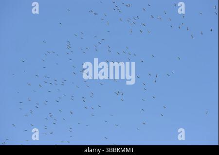 Hawk ad ala larga (Buteo platypterus) in volo, Texas, Stati Uniti, Nord America Foto Stock