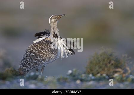 Houbara Bustard (Chlamydotis undulata fuertaventurae), Fuerteventura, Spagna, Europa Foto Stock