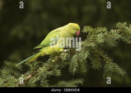 Psittacula krameri (Rose-ringed Parakeet) alimentazione femminile con semi di tasso europeo (Taxus baccata), Assia, Germania, Europa Foto Stock