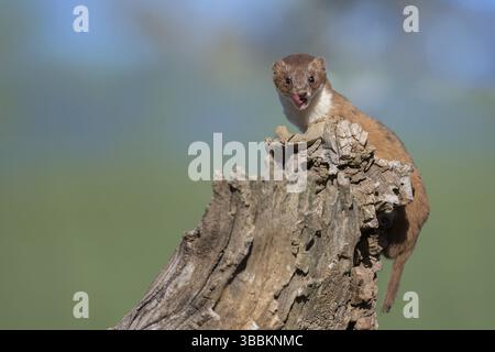 Comune Weasel (Mustela nivalis) primo piano sul tronco di alberi, Castiglia-la Mancha, Spagna, Europa Foto Stock