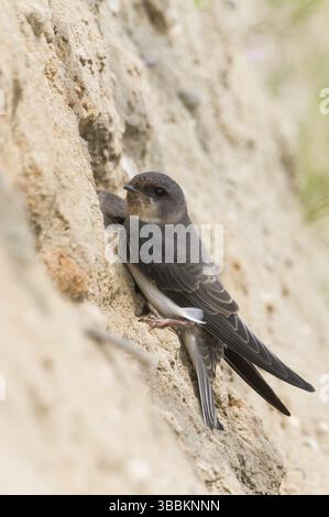 Common Sand Martin - Uferschwalbe - Riparia riparia ssp. riparia, Germania, giovanile, Europa Foto Stock