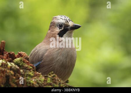 Jay eurasiatico (Garrulus glandarius), bassa Sassonia, Germania, Europa Foto Stock